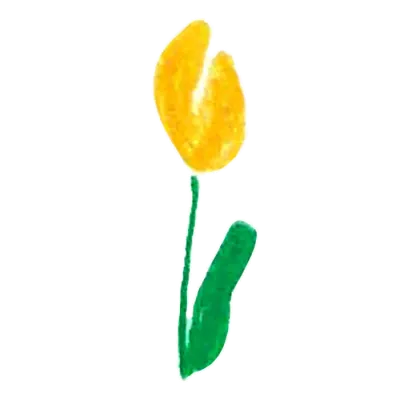 튤립