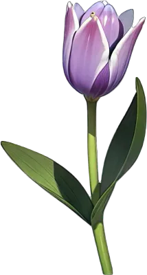 튤립