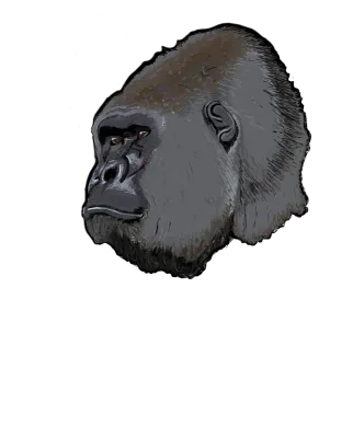 Gorilla head
