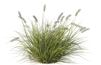 Various grasses on transparent background