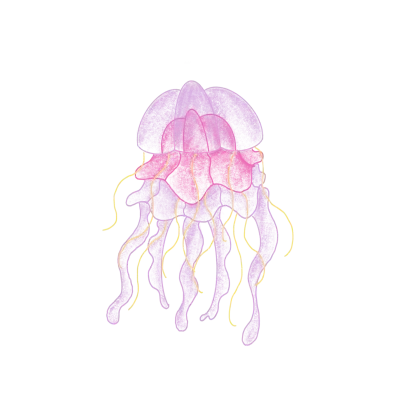 Jellyfish