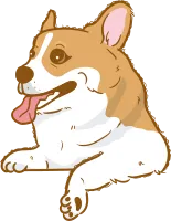 corgi dog