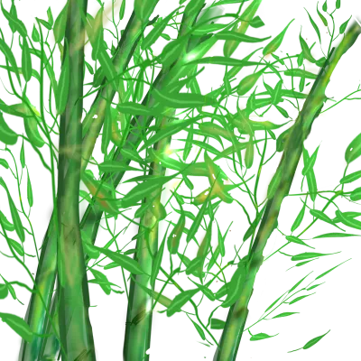 bamboo