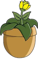 plant's pot