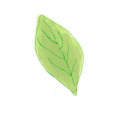 First leaf 