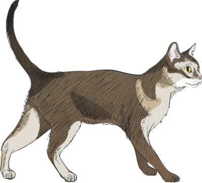 cat breeds