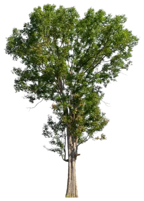 Tree isolated on transparent background with clipping path, single tree with clipping path.