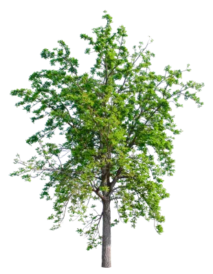 Tree isolated on transparent background with clipping path, single tree with clipping path.