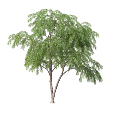 Trees with several species of small leaves.