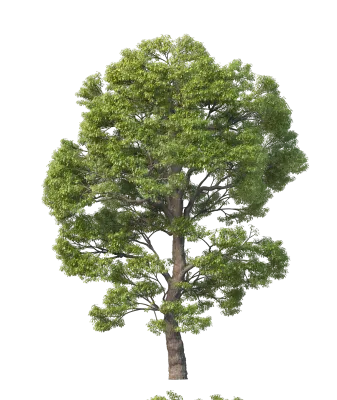 Tree with multi-colored leaves and flowers.