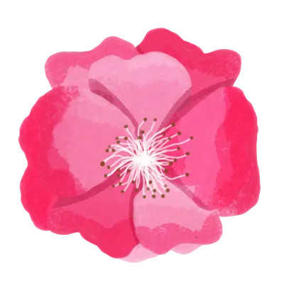 pink carnation flower