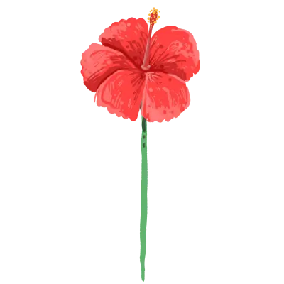 hibiscus