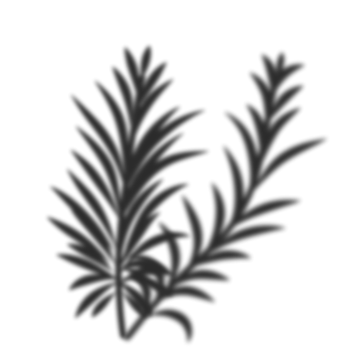 Palm leaves shadow