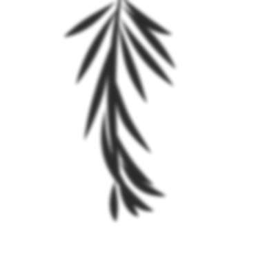 Palm leaves shadow