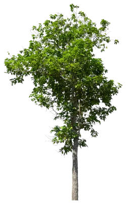 Tree isolated on transparent background with clipping path, single tree with clipping path.