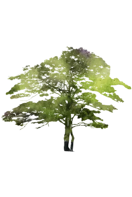 Watercolor tree 12