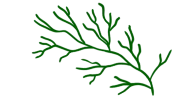 Vegetable