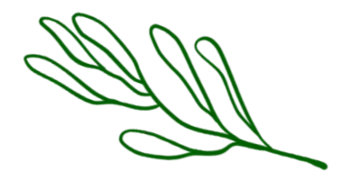 Vegetable