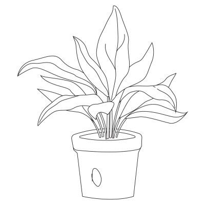 Cast Iron Plant Outline 2D Illustrations