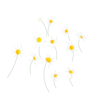 daisy