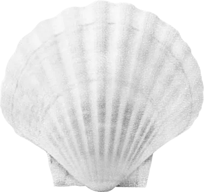 Scallop