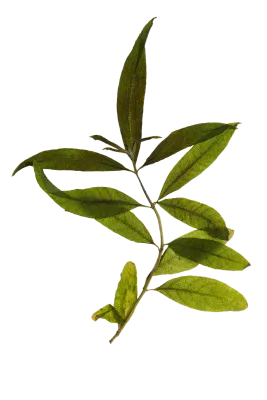 Pressed Dry Aromatic Herbs Mint Lemon Lavender Thyme Incense Marjoram Origan Sage Basil Rosemary