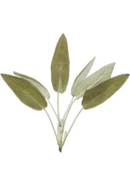 Pressed Dry Aromatic Herbs Mint Lemon Lavender Thyme Incense Marjoram Origan Sage Basil Rosemary