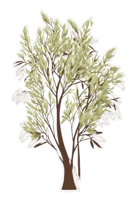 willow tree