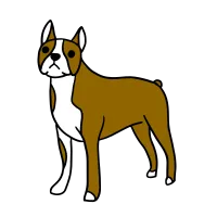 frenchdog_1