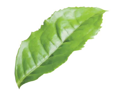 나뭇잎,잎사귀,잎,leaf,그린잎,식물,푸른 잎,풀,green,녹색,식물 잎,나뭇잎 요소,나뭇잎 사진,잎사귀 사진,잎사귀 요소