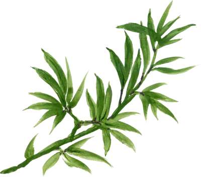 Hand painting watercolor illustration greenery plants leaves isolated elements