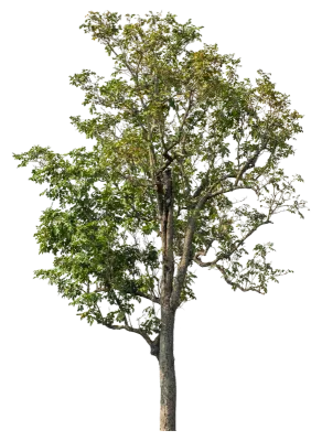 Green tree color isolated on transparent background.