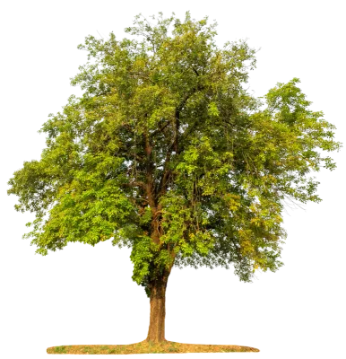 Green tree color isolated on transparent background.