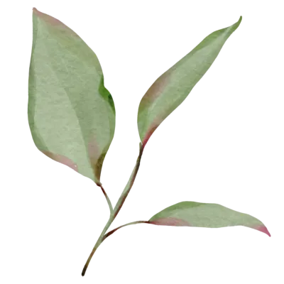 leaves fruit leaves watercolor