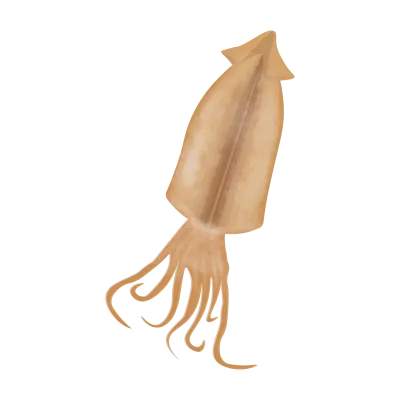 Korean Dried Salted Squid