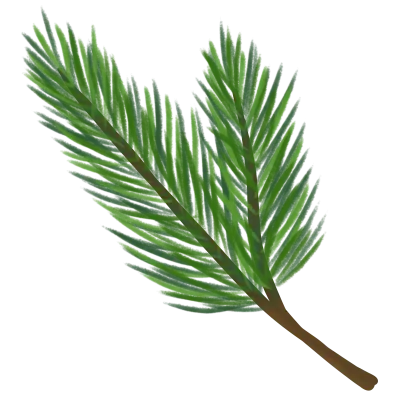 270923-pine-leaf-draw
