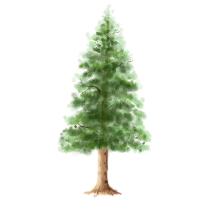 pine cones