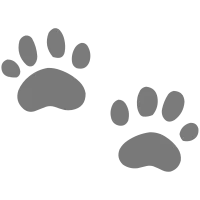 footprints 발자국