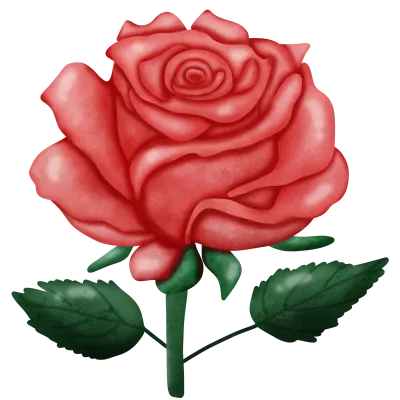 beautiful rose