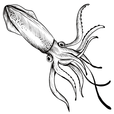 squid line art sea