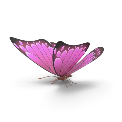 Pink purple butterfly isolated