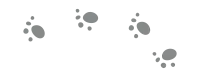Animal Footprint Track