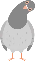 Pigeon Bird Standing