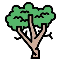 sycamore