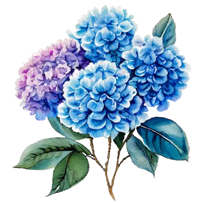 hydrangea-flowers-4