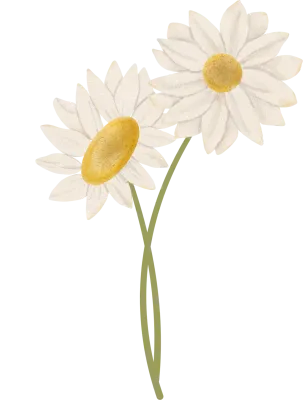 Daisy Flower Bouquet