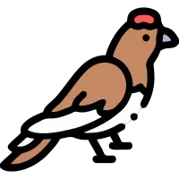 Willow ptarmigan