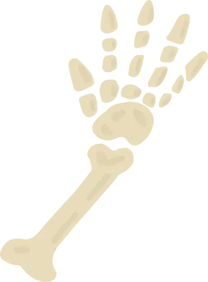 hand bone