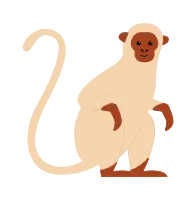 Standing vervet monkey