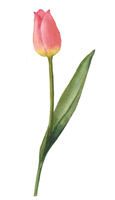 튤립